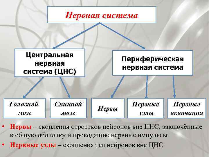 Нервная система Центральная нервная система (ЦНС) Головной мозг Спинной мозг Периферическая нервная система Нервы
