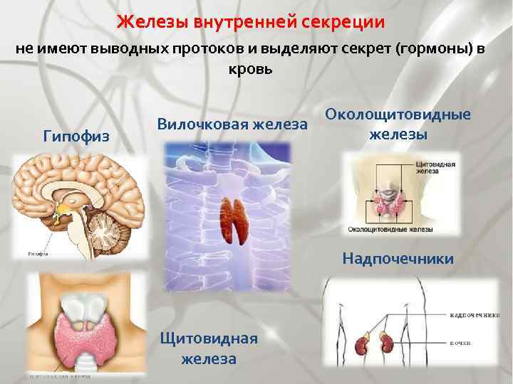 Железы внутренней секреции не имеют выводных протоков и выделяют секрет (гормоны) в кровь Гипофиз