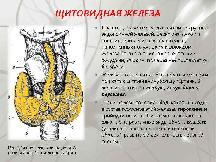 ЩИТОВИДНАЯ ЖЕЛЕЗА Железа находится на переднем отделе шеи и прижата к щитовидному хрящу гортани.