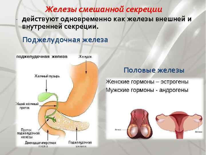 Железы смешанной секреции - действуют одновременно как железы внешней и внутренней секреции. Поджелудочная железа