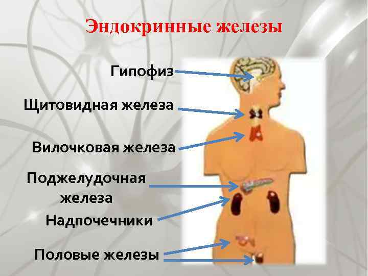 Эндокринные железы Гипофиз Щитовидная железа Вилочковая железа Поджелудочная железа Надпочечники Половые железы 