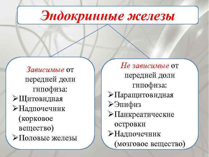 Эндокринные железы Зависимые от передней доли гипофиза: ØЩитовидная ØНадпочечник (корковое вещество) ØПоловые железы Не