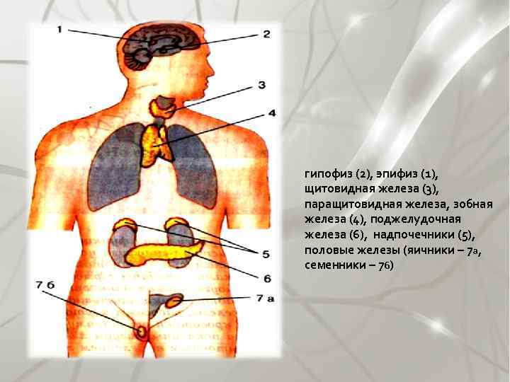 гипофиз (2), эпифиз (1), щитовидная железа (3), паращитовидная железа, зобная железа (4), поджелудочная железа