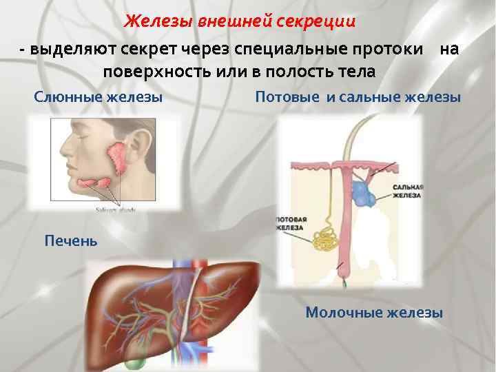 Железы внешней секреции - выделяют секрет через специальные протоки на поверхность или в полость