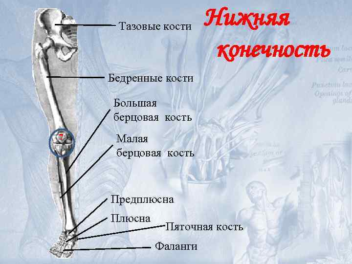 Берцовые кости человека фото на скелете