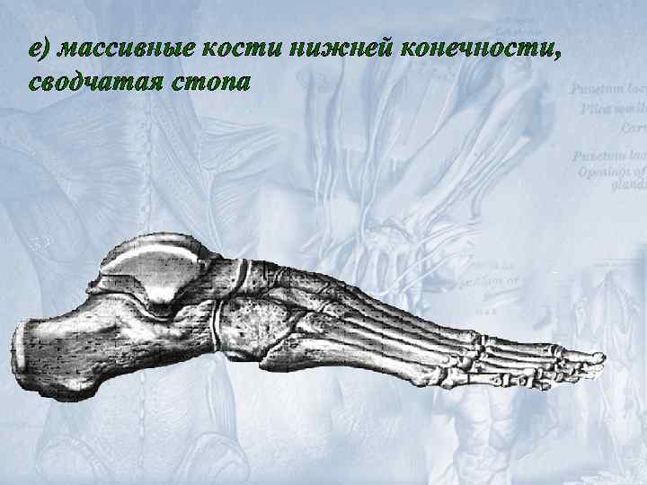 е) массивные кости нижней конечности, сводчатая стопа 