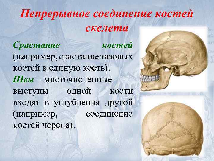 Непрерывное соединение костей скелета Срастание костей (например, срастание тазовых костей в единую кость). Швы