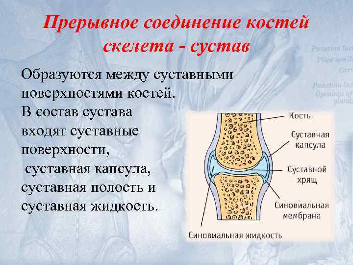 Прерывное соединение костей скелета - сустав Образуются между суставными поверхностями костей. В состав сустава