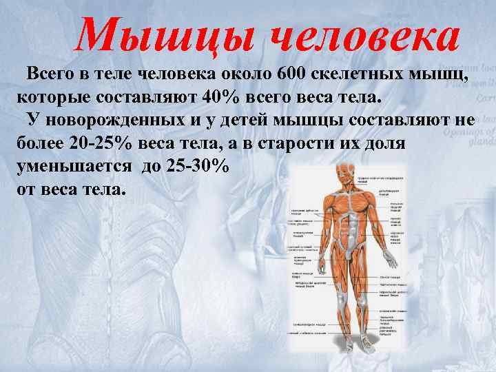 Мышцы человека Всего в теле человека около 600 скелетных мышц, которые составляют 40% всего