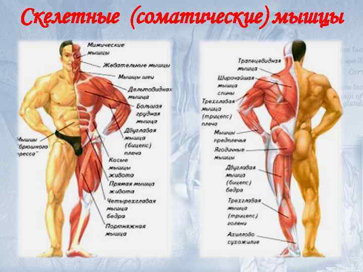 Скелетные (соматические) мышцы 