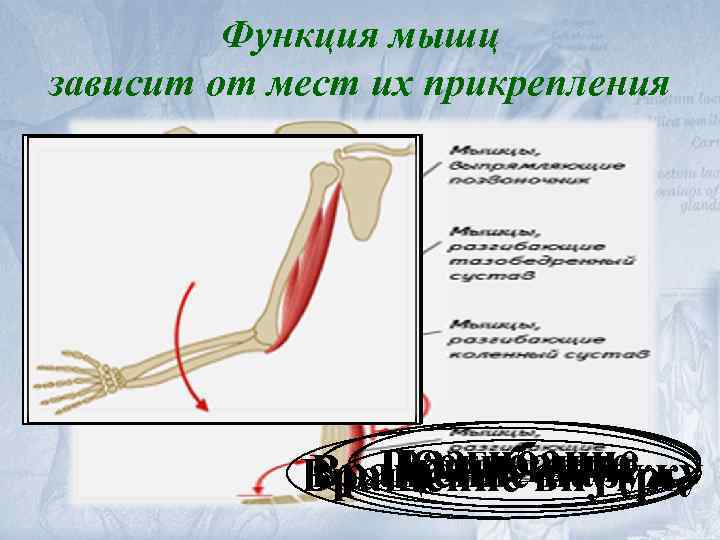 Функция мышц зависит от мест их прикрепления разгибание сгибание Приведение Отведение Вращение внутрь Вращение