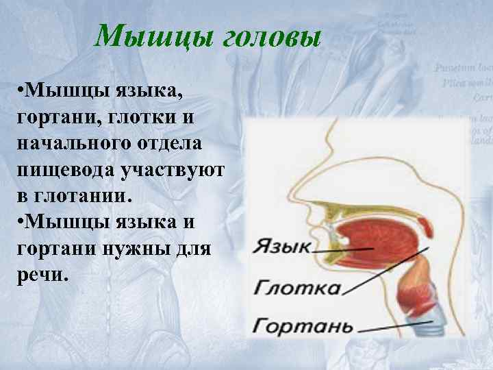 Мышцы головы • Мышцы языка, гортани, глотки и начального отдела пищевода участвуют в глотании.