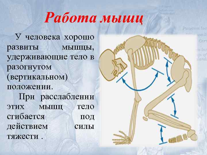 Работа мышц У человека хорошо развиты мышцы, удерживающие тело в разогнутом (вертикальном) положении. При