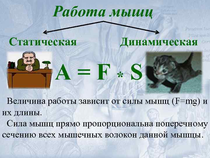 Работа мышц Статическая Динамическая A=F*S Величина работы зависит от силы мышц (F=mg) и их