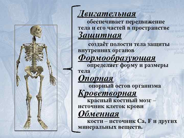 Двигательная обеспечивает передвижение тела и его частей в пространстве Защитная создаёт полости тела защиты