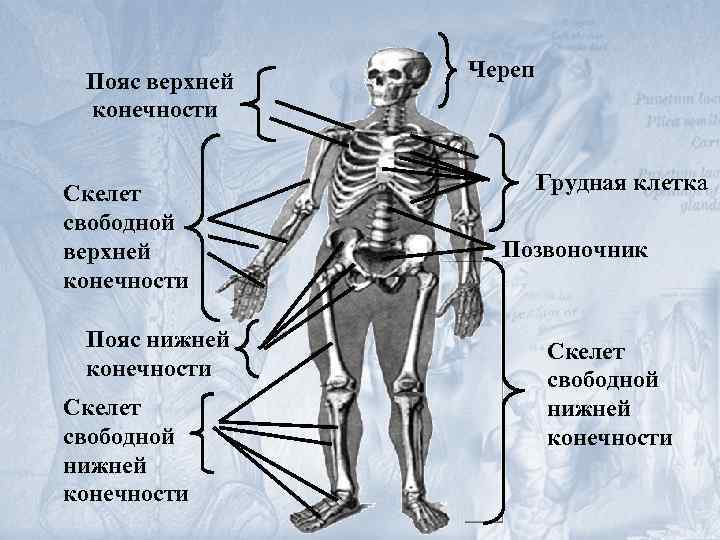 Пояс верхней конечности Скелет свободной верхней конечности Пояс нижней конечности Скелет свободной нижней конечности