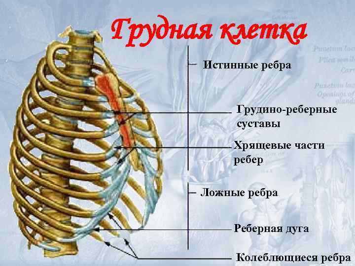 Грудная клетка Истинные ребра Грудино-реберные суставы Хрящевые части ребер Ложные ребра Реберная дуга Колеблющиеся