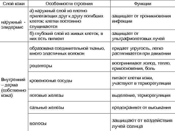Слой кожи Особенности строения а) наружный слой из плотно прилегающих друг к другу погибших