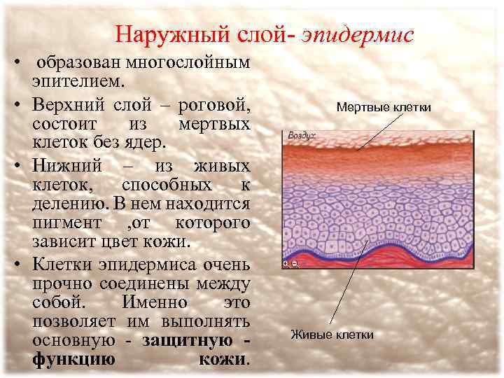 Наружный слой- эпидермис • образован многослойным эпителием. • Верхний слой – роговой, состоит из