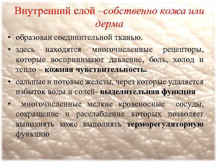 Внутренний слой –собственно кожа или дерма • образован соединительной тканью. • здесь находятся многочисленные