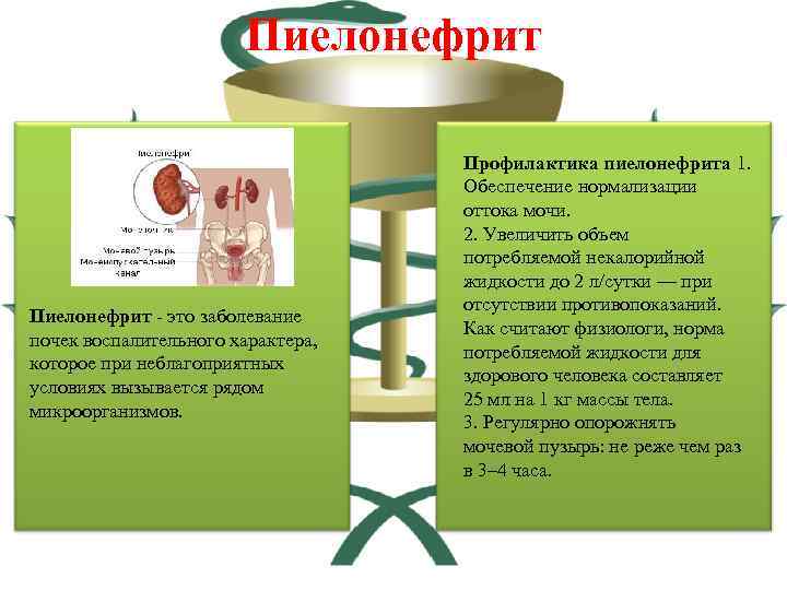 Пиелонефрит - это заболевание почек воспалительного характера, которое при неблагоприятных условиях вызывается рядом микроорганизмов.