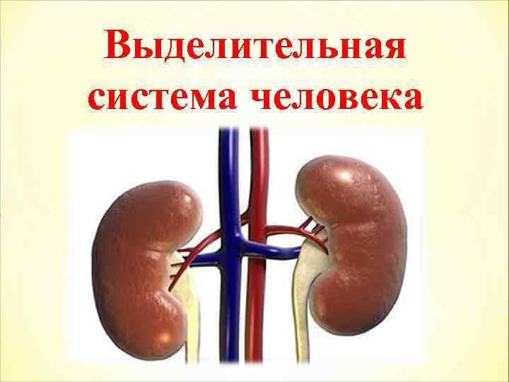 Выделительная система человека 