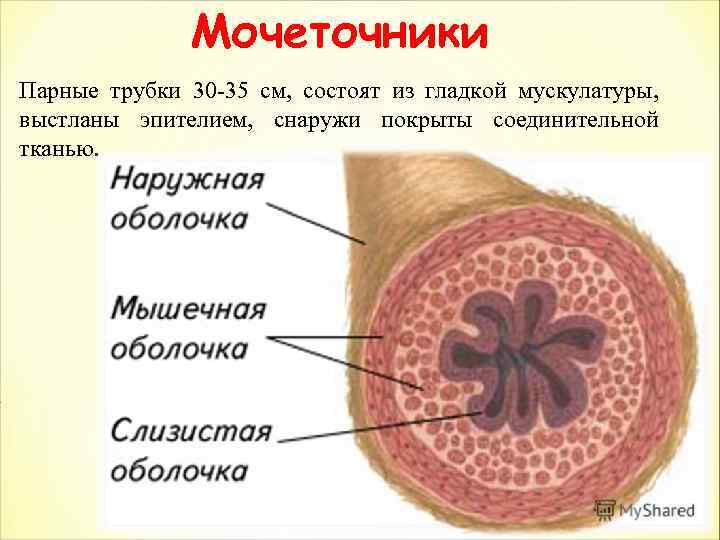 Мочеточники Парные трубки 30 -35 см, состоят из гладкой мускулатуры, выстланы эпителием, снаружи покрыты