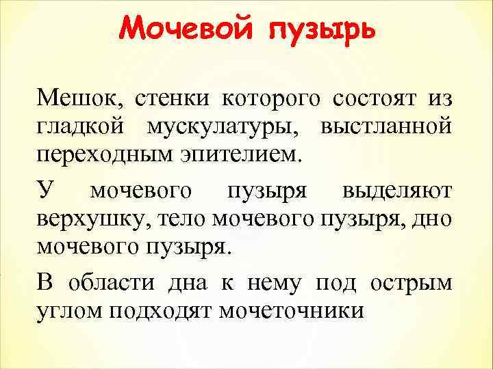Мочевой пузырь Мешок, стенки которого состоят из гладкой мускулатуры, выстланной переходным эпителием. У мочевого