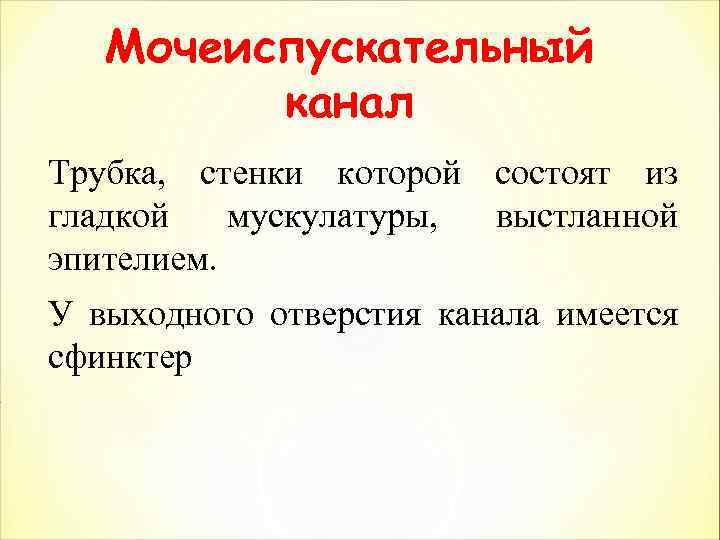 Мочеиспускательный канал Трубка, стенки которой состоят из гладкой мускулатуры, выстланной эпителием. У выходного отверстия