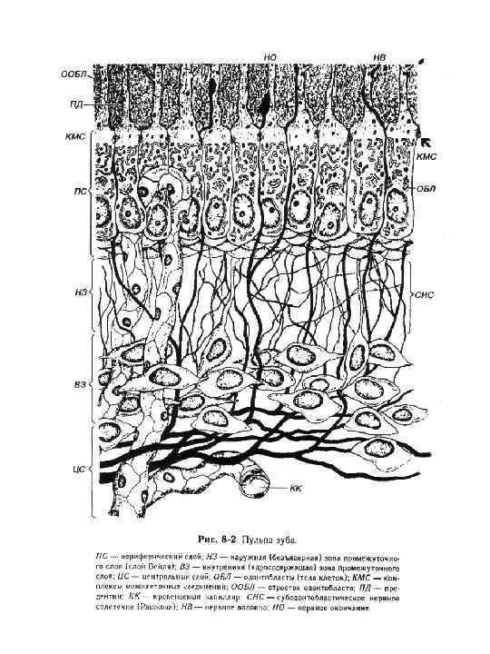 Зуб гистология рисунок