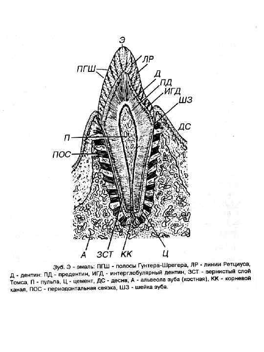 Схема строения зуба гистология