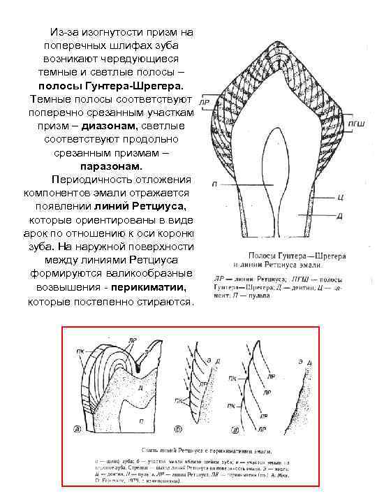 Строение зуба огэ биология