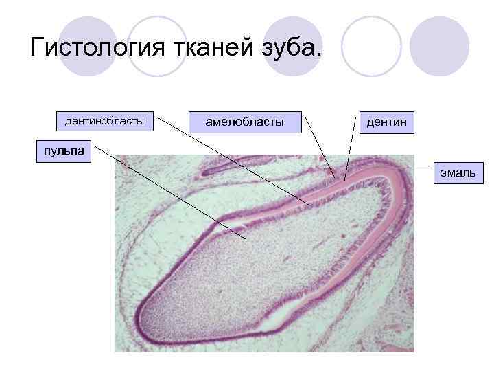 Схема строения зуба гистология