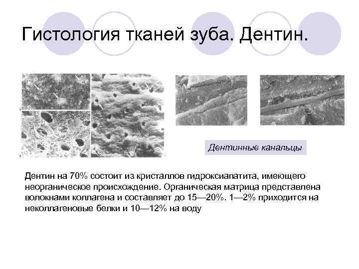 Гистология зуба презентация - 86 фото