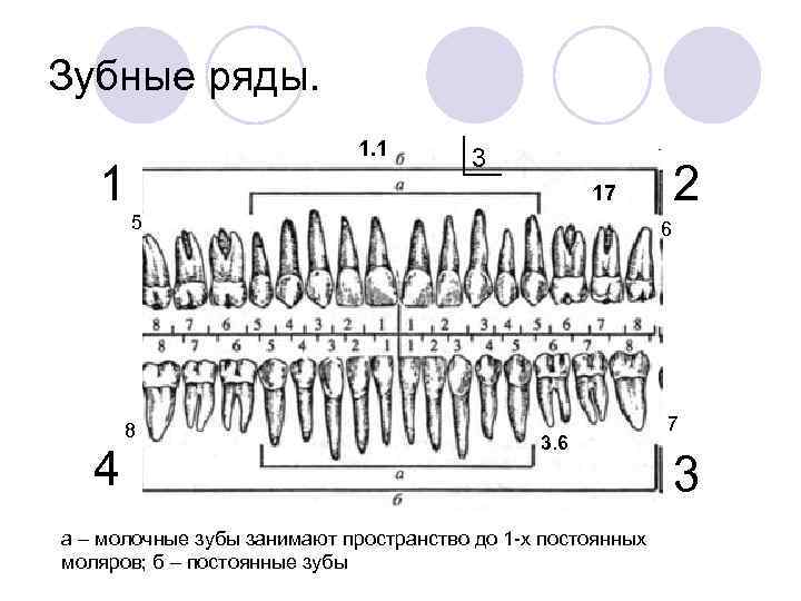 Зубной ряд схема