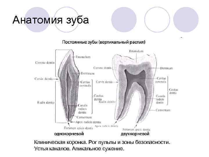 Рисунок зуба с подписями