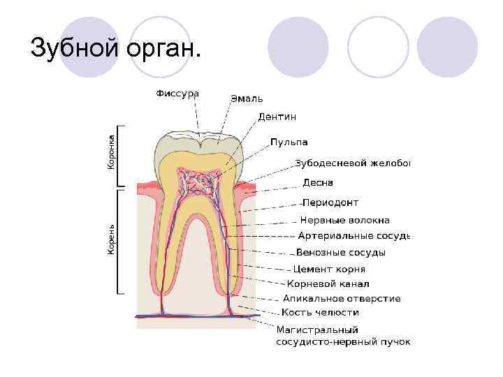 Зубной нерв строение зуба картинки