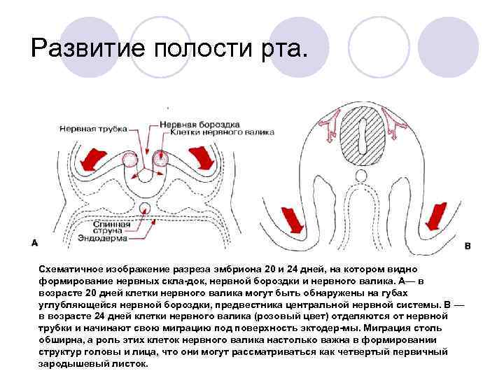 Схематичное изображение контуров зубов рабочая тетрадь