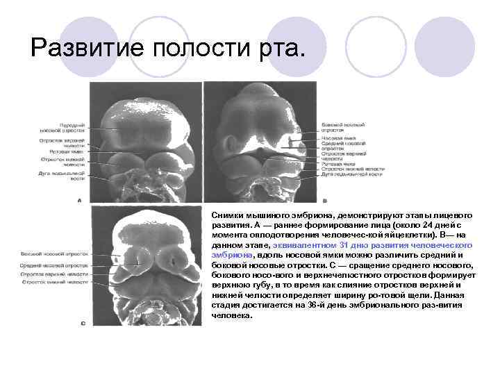 Схематичное изображение контуров зубов рабочая тетрадь