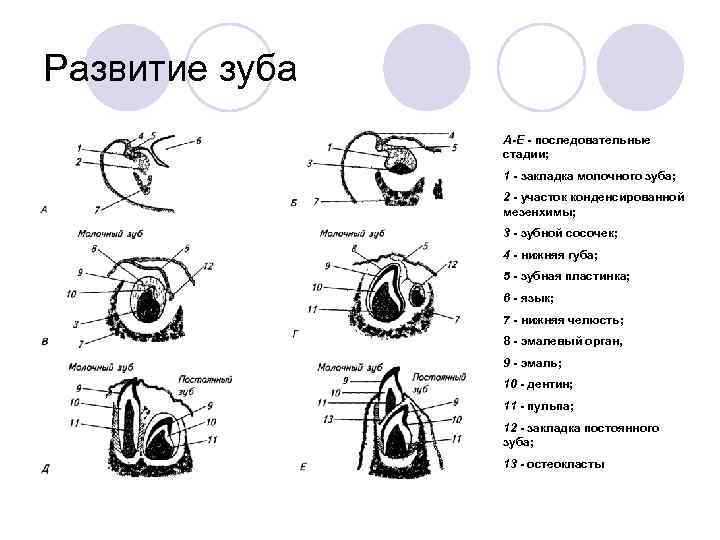 Схема формирования зуба