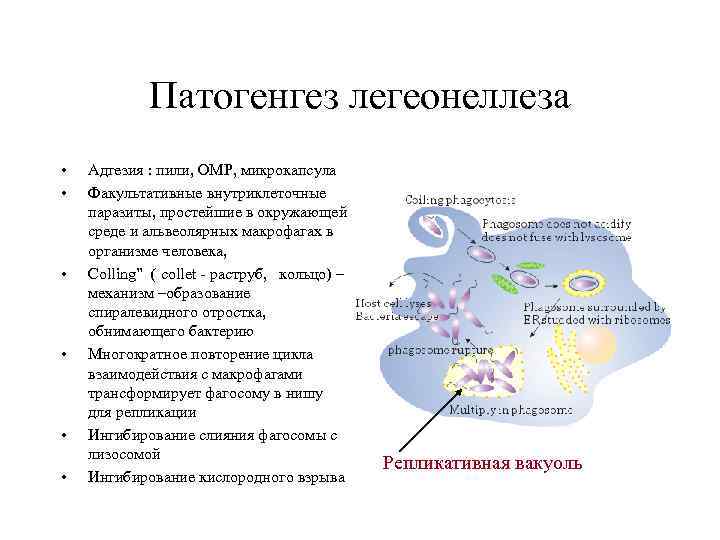 Патогенгез легеонеллеза • • • Адгезия : пили, OMP, микрокапсула Факультативные внутриклеточные паразиты, простейшие
