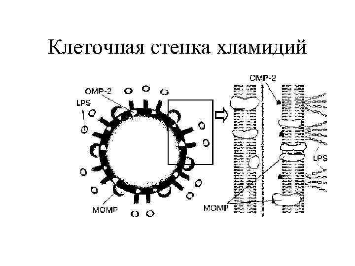 Жизненный цикл хламидий схема