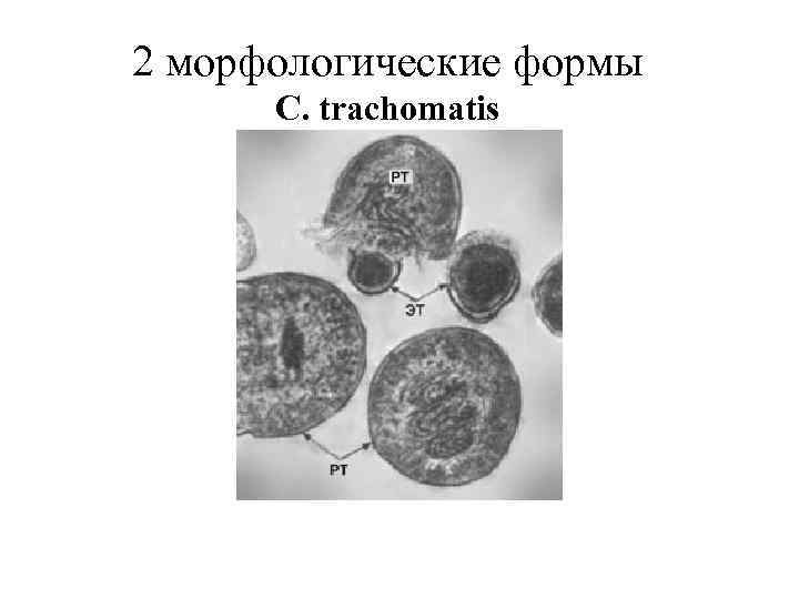 2 морфологические формы C. trachomatis 