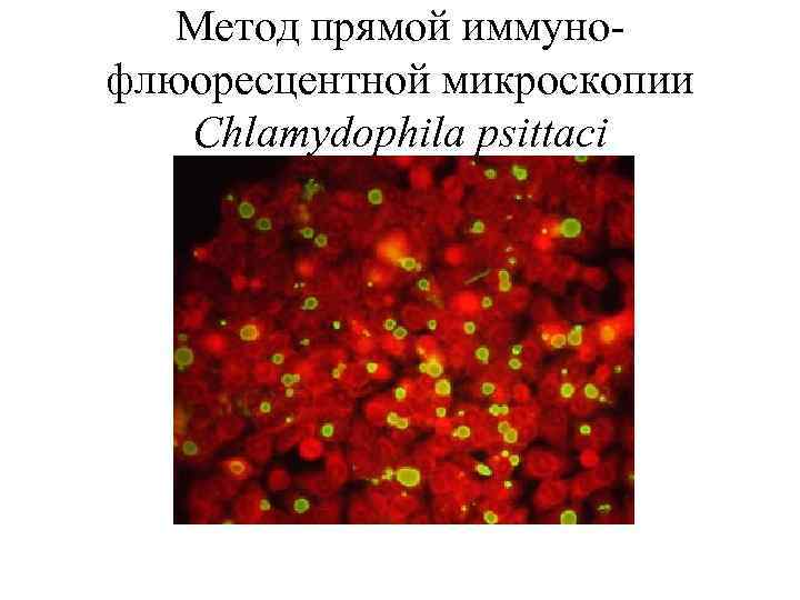 Метод прямой иммунофлюоресцентной микроскопии Chlamydophila psittaci 