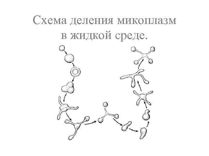 Схема деления микоплазм в жидкой среде. 