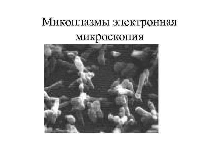 Микоплазмы электронная микроскопия 
