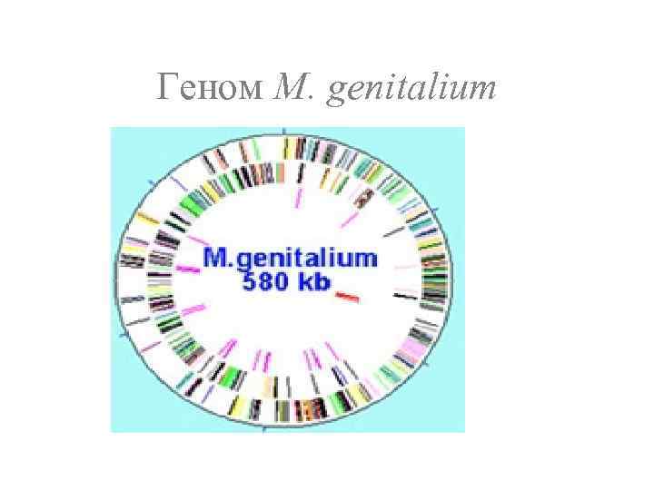 Геном M. genitalium 