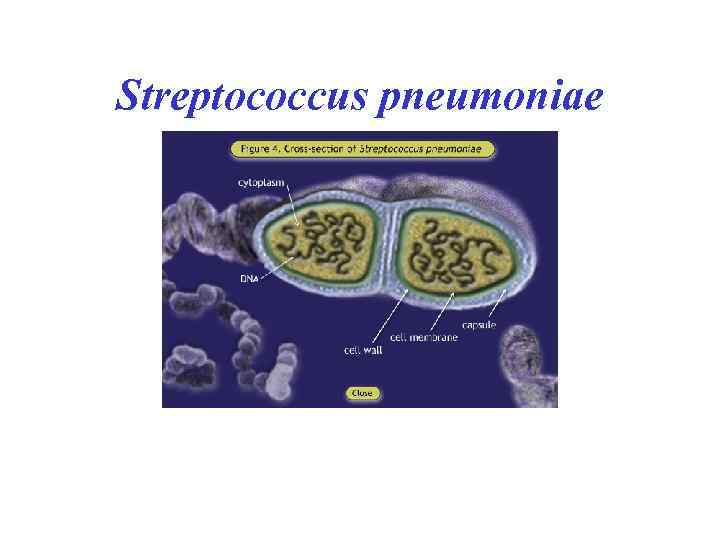 Streptococcus pneumoniae 