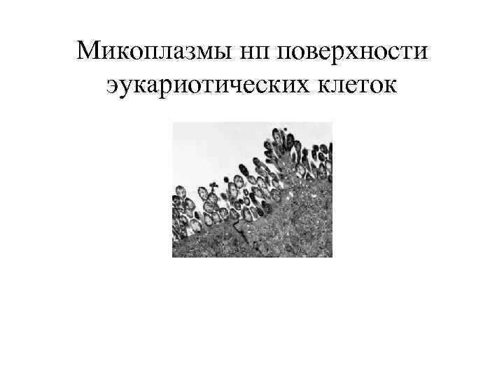 Микоплазмы нп поверхности эукариотических клеток 