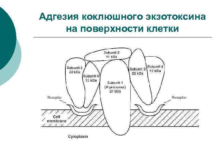 Адгезия коклюшного экзотоксина на поверхности клетки 